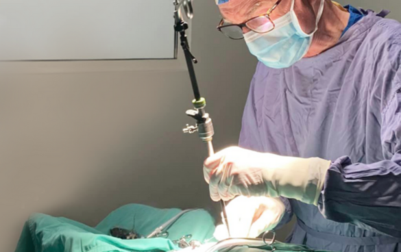 a vet performing keyhole surgery also known as laparoscopy